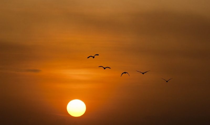 Ambiance de soleil couchant avec ciel orangé et cinq oiseaux en vol dans le ciel