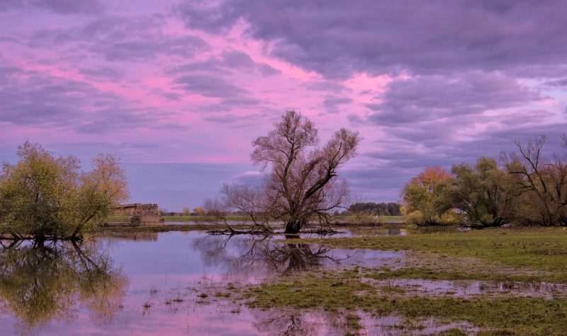 A flooded field. A large tree sits in the center with water surrounding it. Busghes can be seen on both sides of the field.