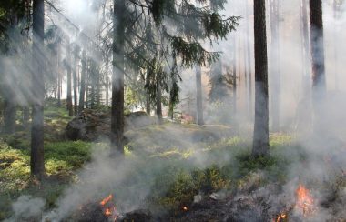 Du bois dans la forêt qui brûle provoquant de la fumée