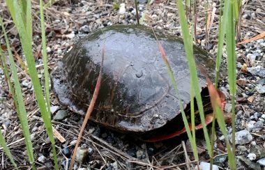 A Western painted turtle tucked into its shell in a gravelly, grassy area.