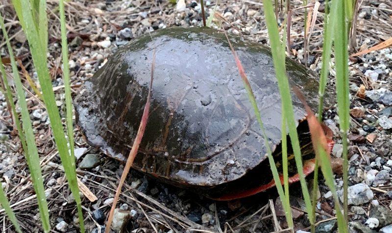 A Western painted turtle tucked into its shell in a gravelly, grassy area.