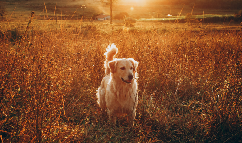 A dog roams on a sunlit farm. It appears to be a golden retriever.