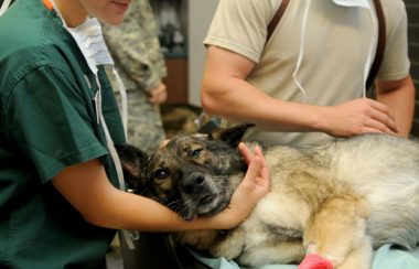 Un chien qui reçoit des soins d'un médecin vétérinaire.