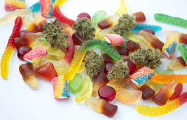 Buds of marijuana are strewn amidst gummies of varying types like worms and cola bottles.