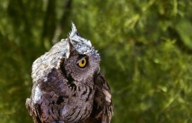 A small owl with small pointy ears and black, grey and white markings and a yellow eye faces left.