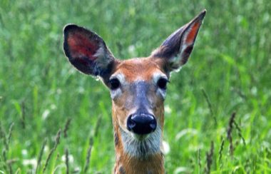 Picture of a young deer in a grass field