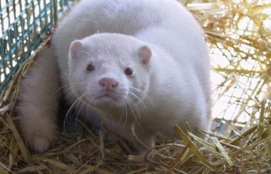 A white mink stands in a pile of straw and stares ahead.