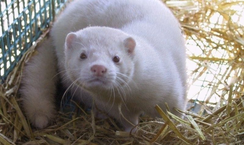 A white mink stands in a pile of straw and stares ahead.