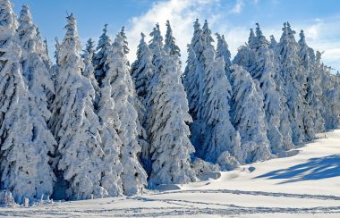 Plan large sur une forêt de conifères couverte de neige.