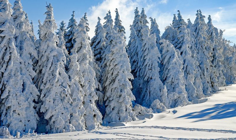 Plan large sur une forêt de conifères couverte de neige.