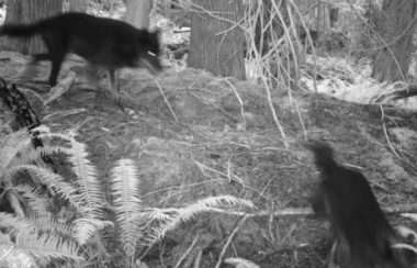 A black and white webcam shot depicts two wolves moving through a forest.