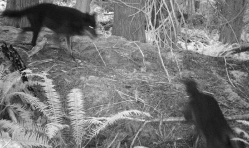 A black and white webcam shot depicts two wolves moving through a forest.