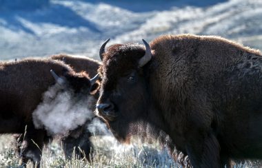 Un troupeau de bisons soufflent dans un pré.