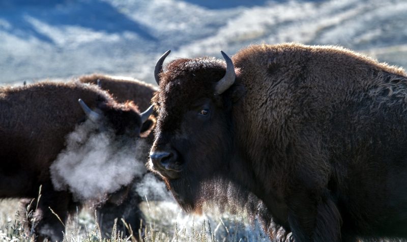 Un troupeau de bisons soufflent dans un pré.