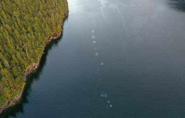 A line of oil dots in the ocean with an island of trees on the left hand side