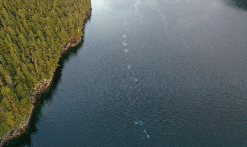 A line of oil dots in the ocean with an island of trees on the left hand side