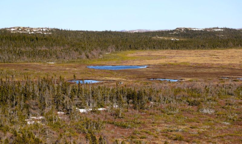 Étendue de paysage recouvert de conifères, de tourbières et de lichen. Au loin, un morne dégarni.